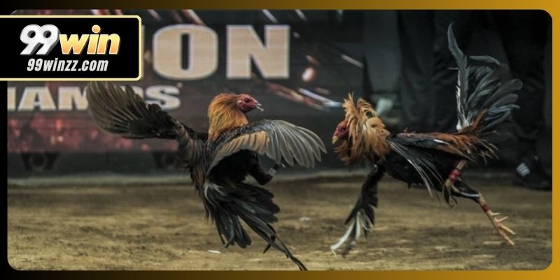 Một số điểm khác biệt của đá gà cựa sắt trực tiếp