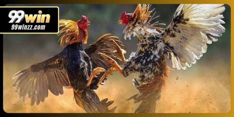 Theo dõi đá gà trực tiếp từ đấu trường Campuchia