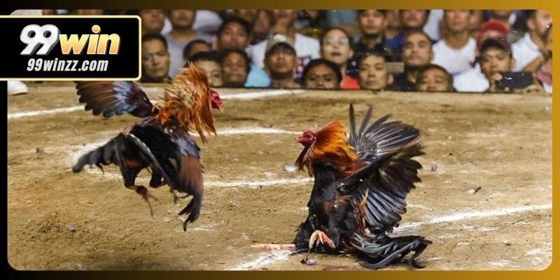 Kiểm tra thường xuyên lịch thi đấu chọi gà